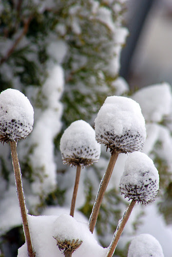 snow capped echinacea