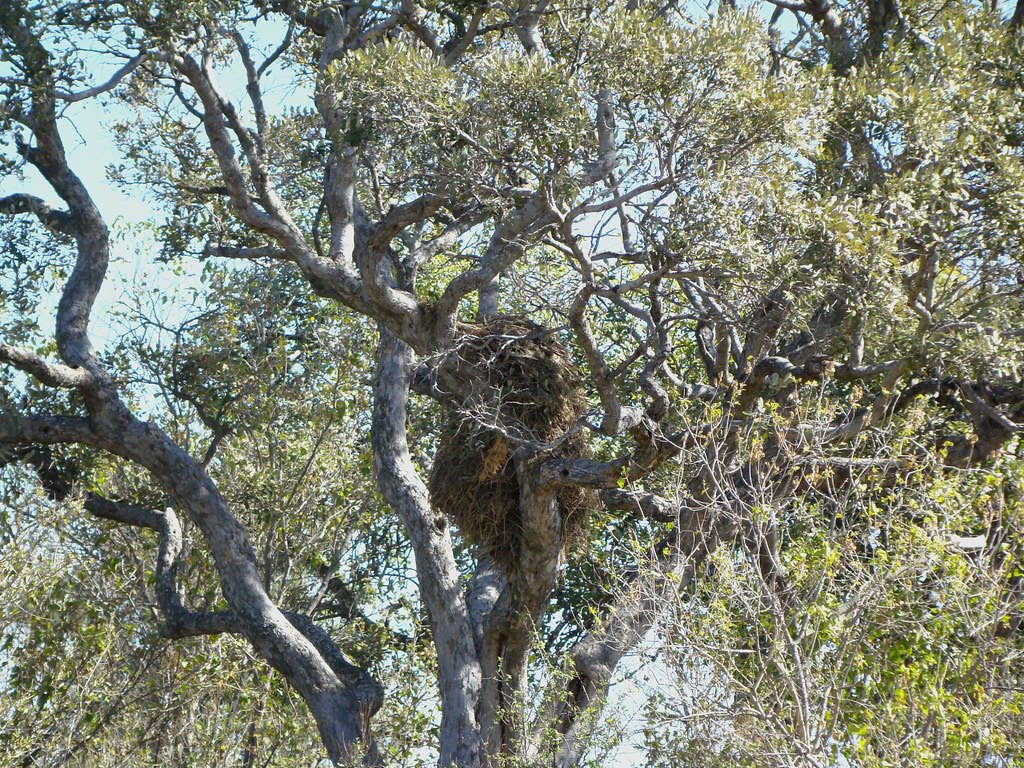DSC07778 Hamerkop Nest
