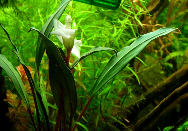 ブセファランドラｓｐ ｓｅｒｉａｎ の水中花 ヒカリの国のアクア