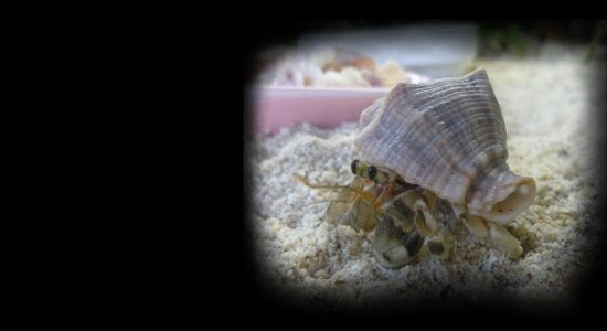 オカヤドカリの脱皮 おかやどらいふ Oka Yado Life 我家のオカヤドカリ観察日記 楽天ブログ