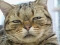 25 ++ 猫 おもしろ 画像 吹い たら 負け 118788-猫 おもしろ 画像 吹い たら 負け