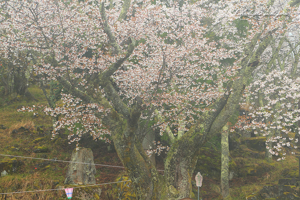立雲峡の山桜紀行