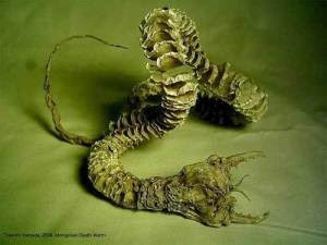 mongolian_death_worm