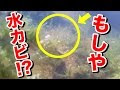 [最も共有された！ √] 水�� 水 カビ 265973-水槽 水 カ��臭い