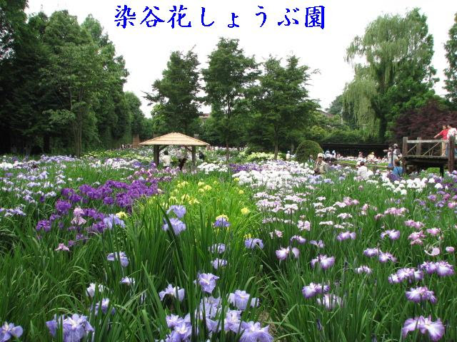 染谷花しょうぶ園