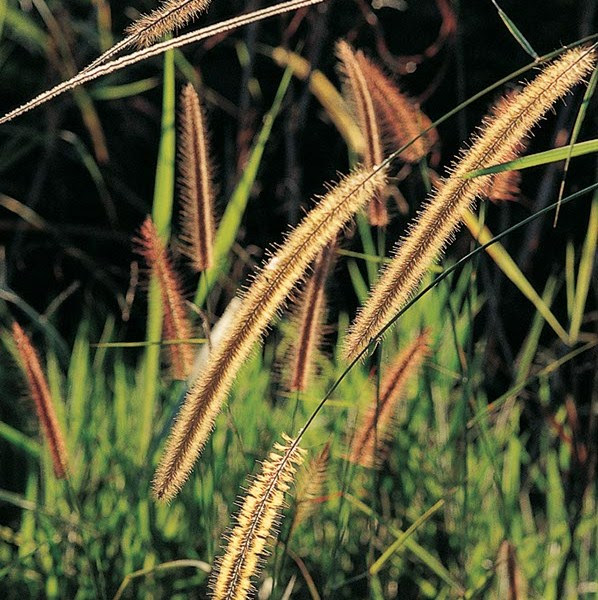 Plants Archive - Page 26 of 81 - บ้านและสวน