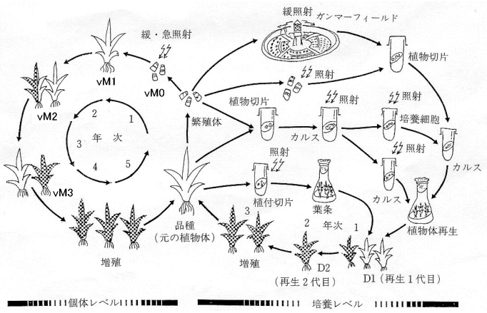 パイナップルの誘発突然変異