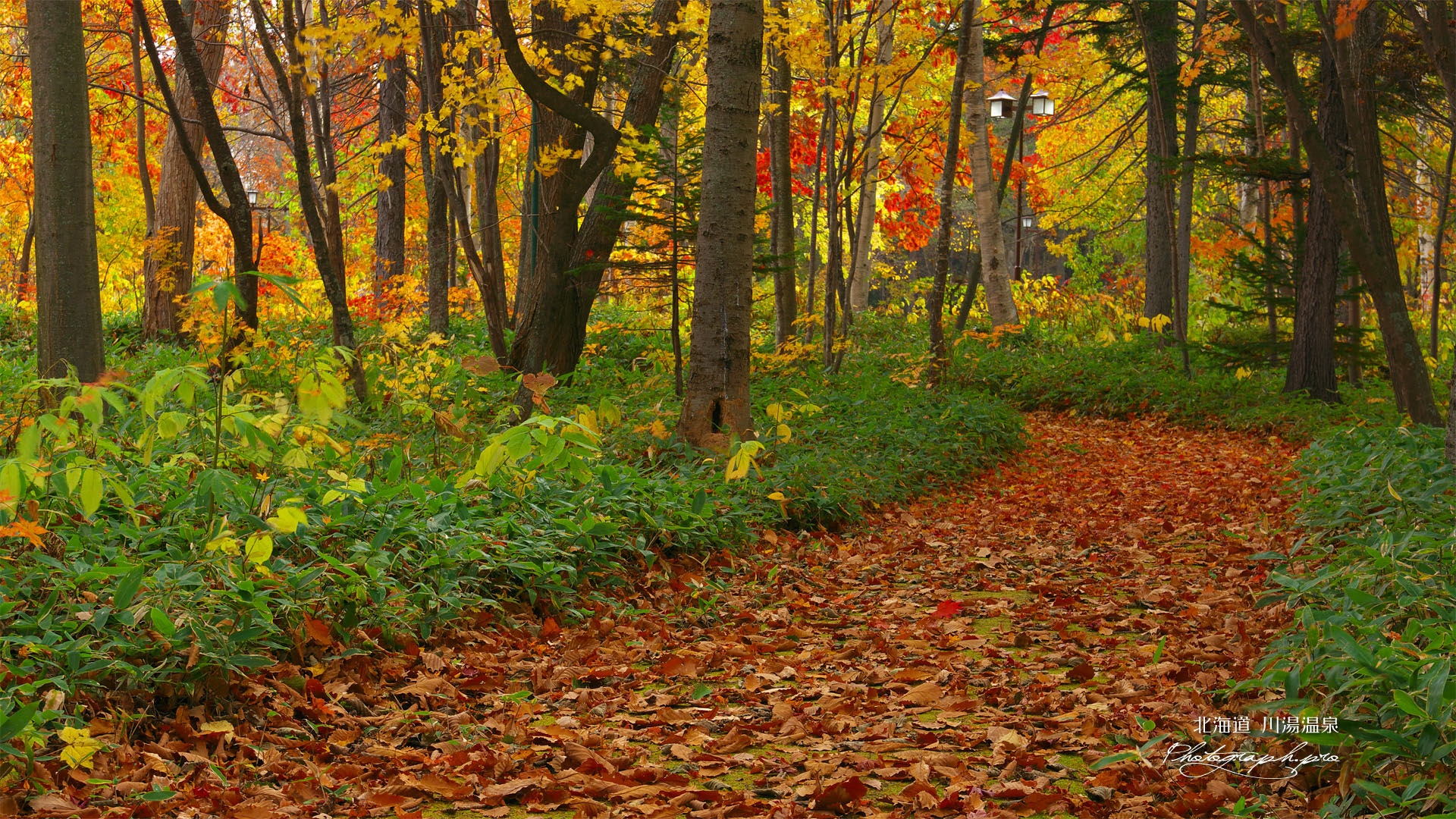 川湯の森の紅葉 の壁紙 19x1080