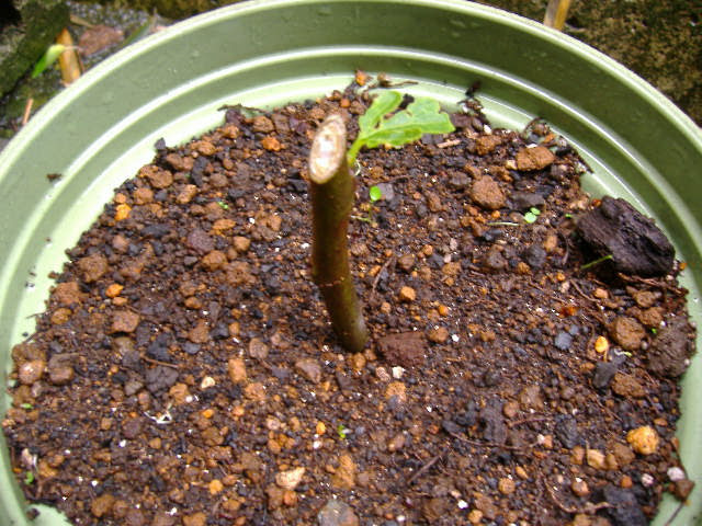 いちじくの挿し木栽培