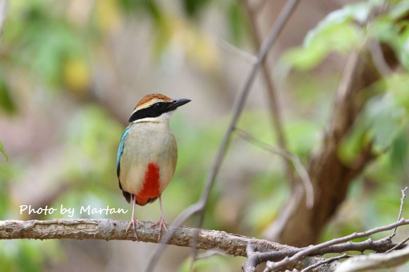 ヤイロチョウ 野鳥三昧