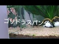 コンプリート！ コリドラス 暴れる 病気 289980