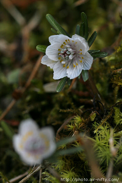 野の花写真図鑑 春の花 白