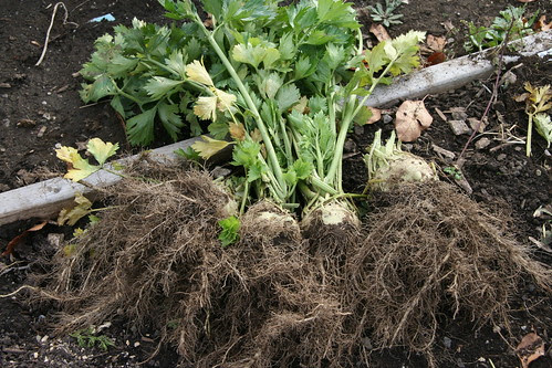 celeriac