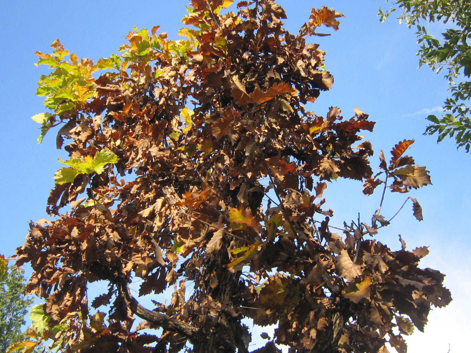 花だより 枯葉 小平ふるさと村