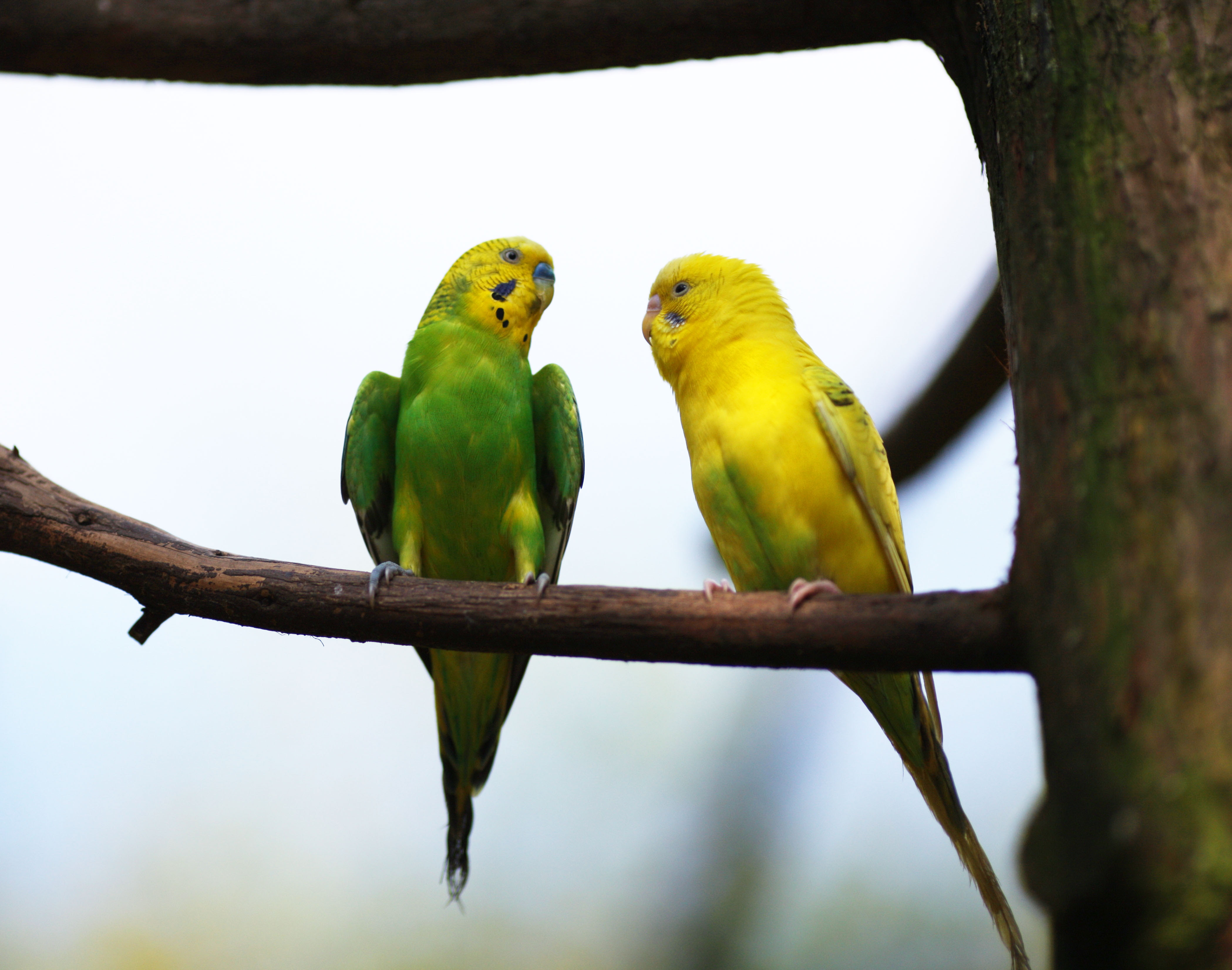 ゆんフリー写真素材集 No 6544 インコの会話 日本 東京