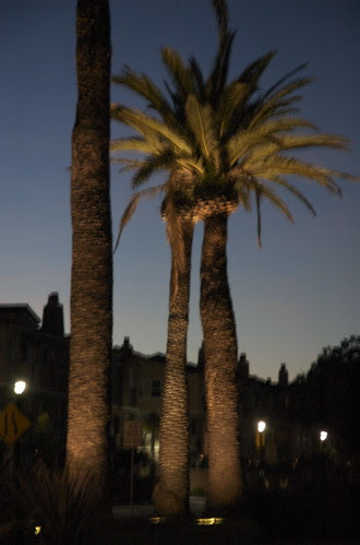 Dusk Palm Trees