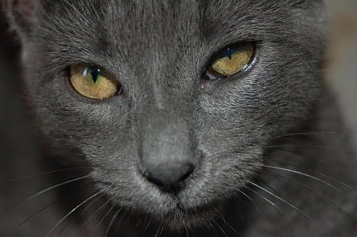  El porqué del ronroneo de los gatos