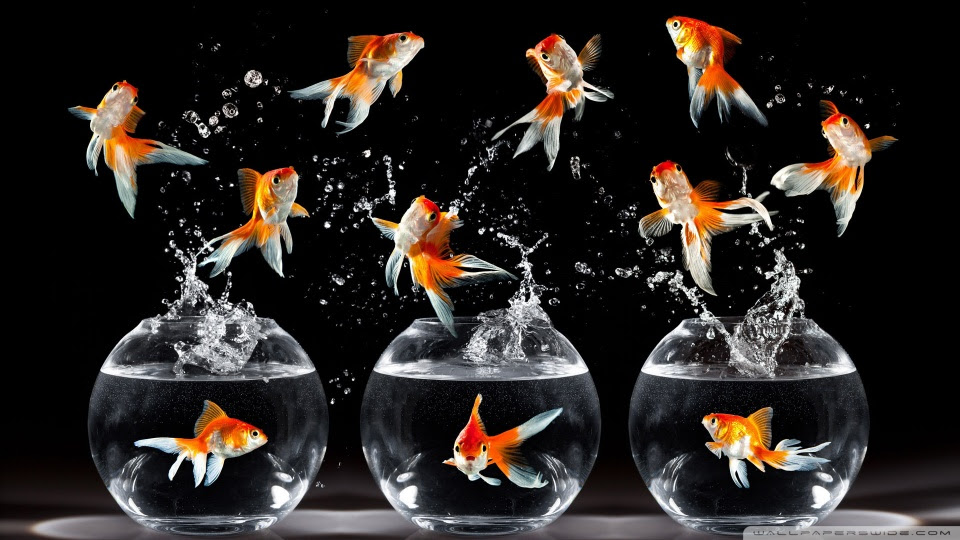 3d goldfish wallpaper. goldfish wallpaper