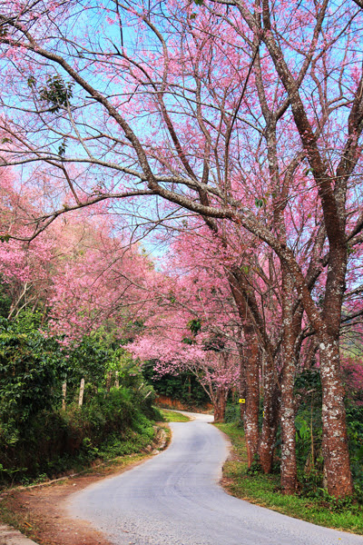 เชียงใหม่