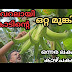 #vazha krishi#banana#krishiഒരു കായ് രണ്ട് കിലോ മുതൽ അഞ്ച് കിലോ വരെ തൂക്കം വരുന്ന ആദിവാസി വാഴപ്പഴം