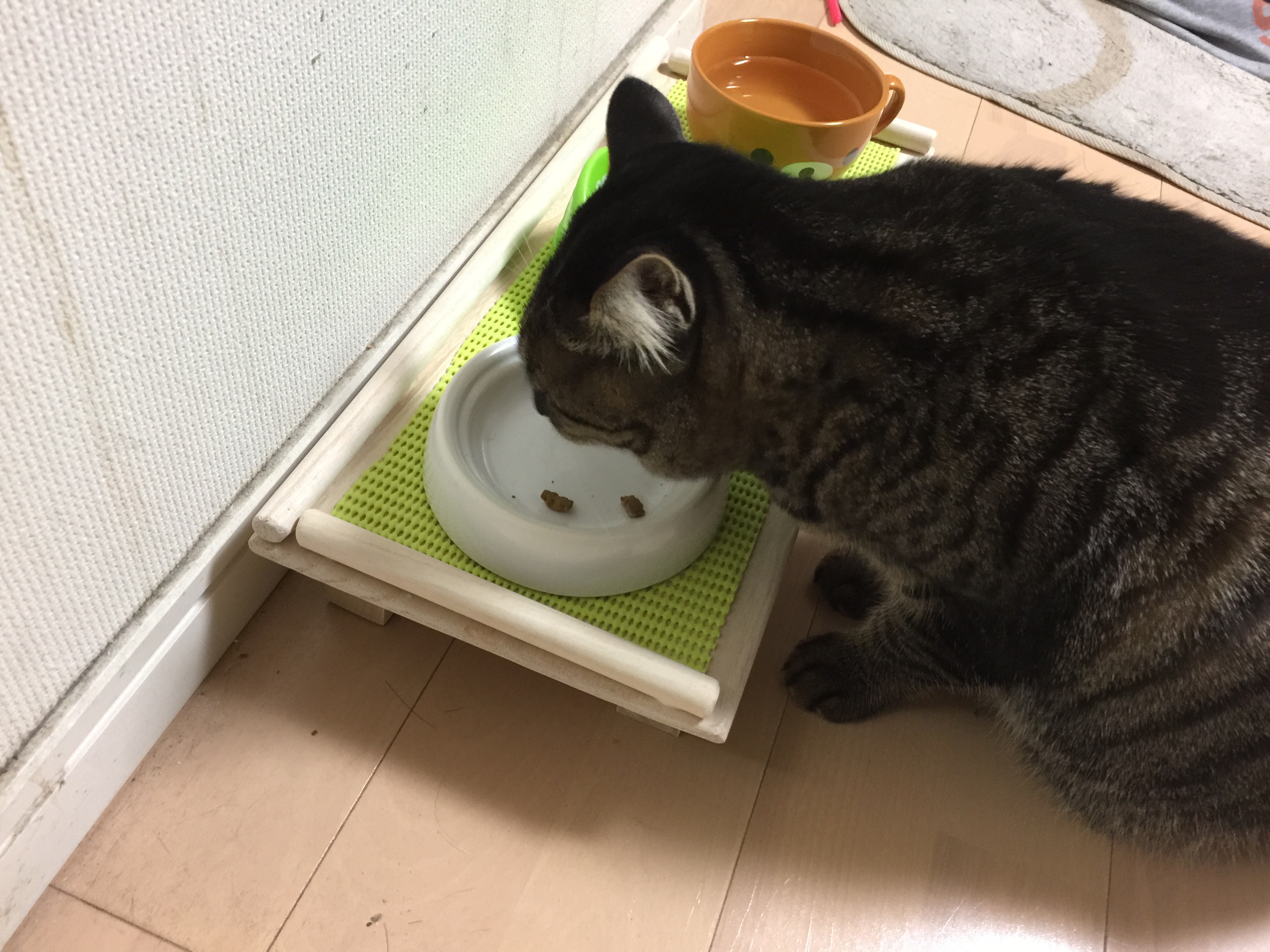 猫の食事台 テーブル ご飯の台 買うと高いので自作してみた ノラから家猫 ロミちゃん 猫が家族の日常