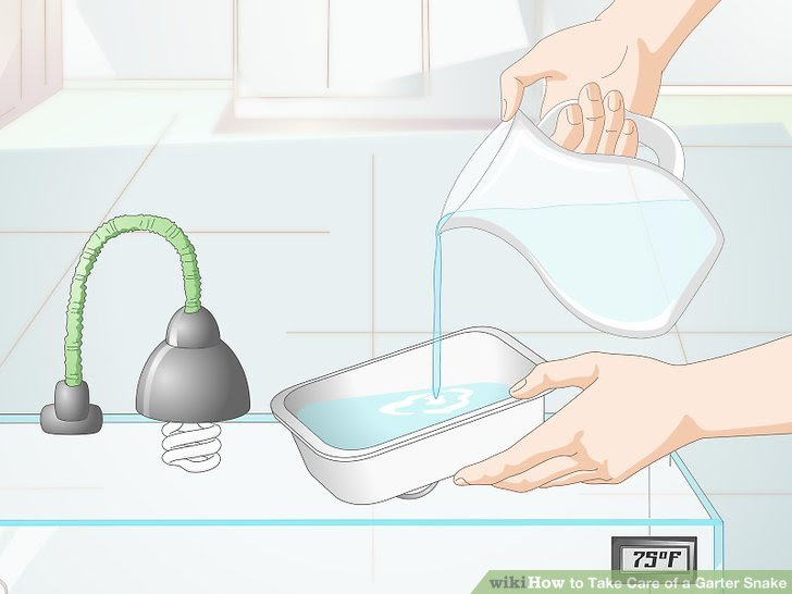 Take Care of a Garter Snake Step 9 Version 2.jpg