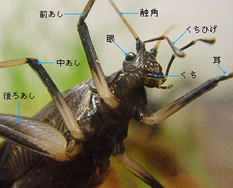 スズムシの生活 スズムシの生態 形態