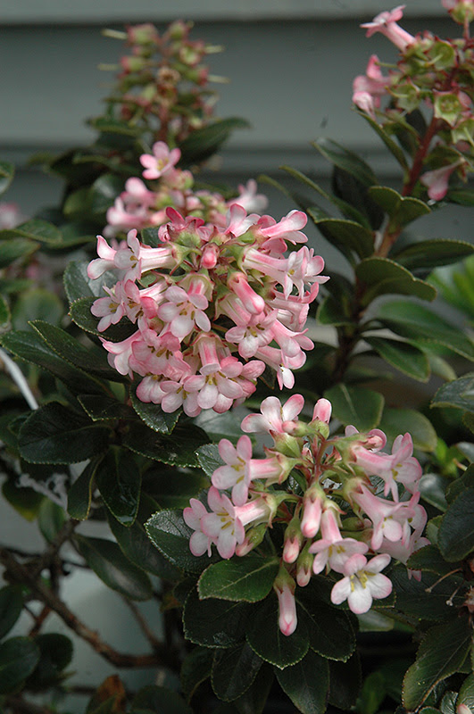 Pink Princess Escallonia (Escallonia x exoniensis 'Pink ...