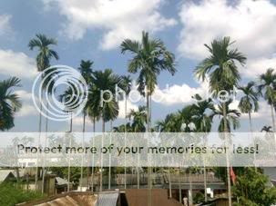 TREES: that have become quite rare nowadays