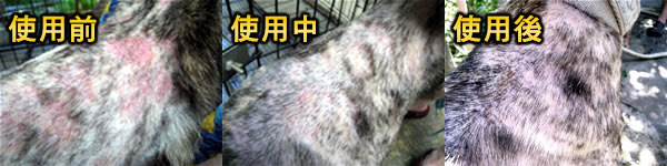保護動物協會-虎妹親身體驗照片