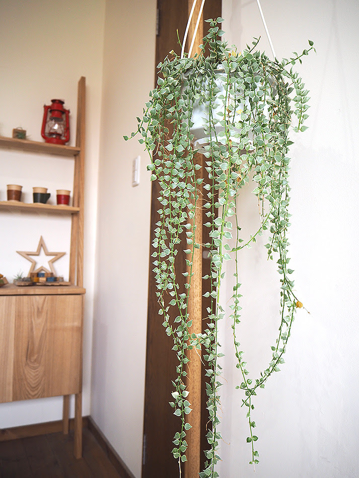 植物のある暮らし Mokune