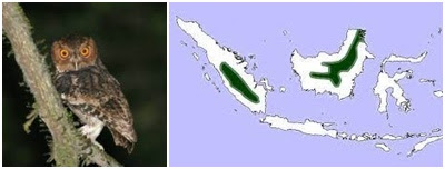 celepuk rajah