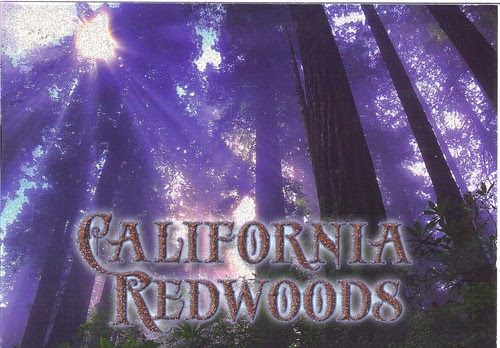 California Redwoods