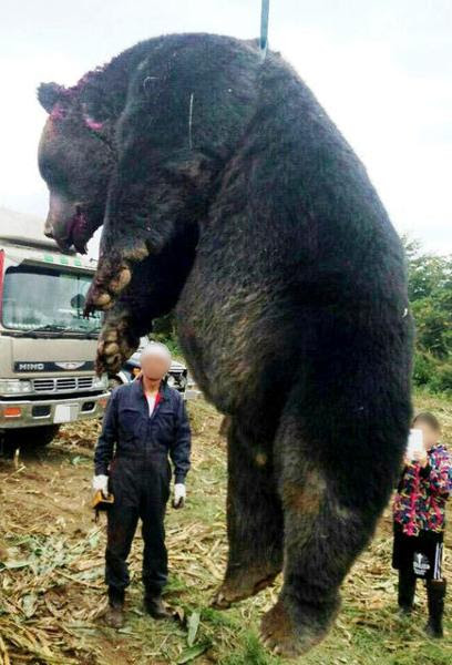 婆さんかと思ったら熊でなぁ 熊へのボケ ボケて Bokete