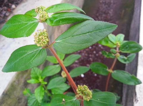 pokok herba untuk wanita