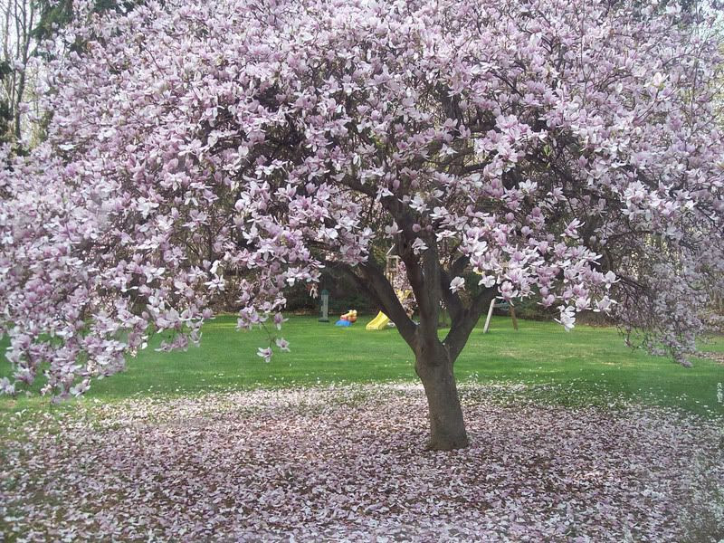 magnolia tree facts. magnolia tree pictures.