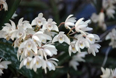 ５月２９日 セッコク 花の俳句