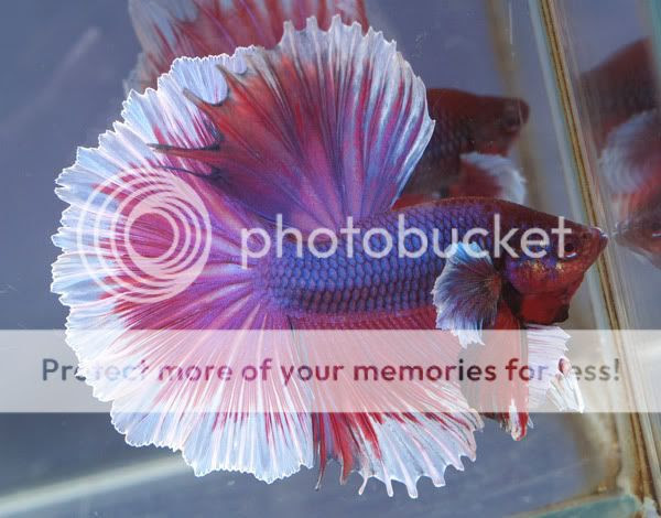 ikan arwana nama latin ikan hias air tawar ini