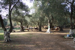Corfu 2007 - #127