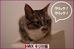 にほんブログ村 猫ブログ MIXキジ白猫へ