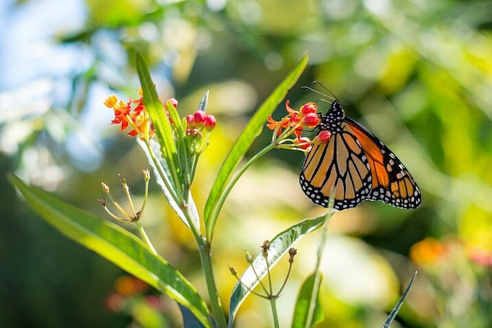 use-your-new-camera-butterfly