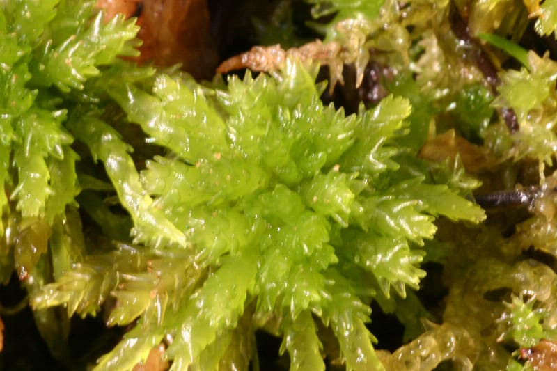 ミズゴケの育て方 浮舟式栽培箱 熱帯魚工作箱
