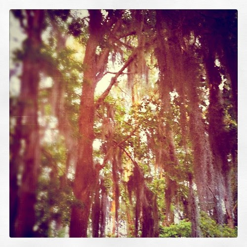 Mossy oaks