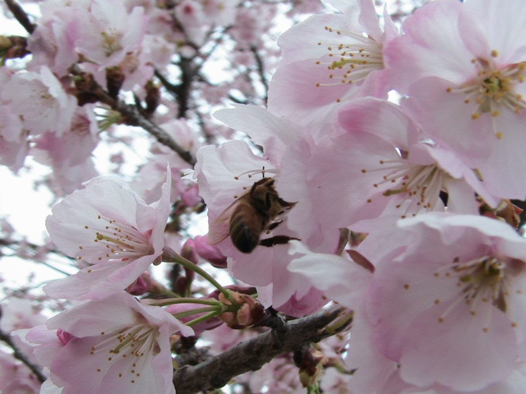 安行寒桜 大寒桜 今日の花