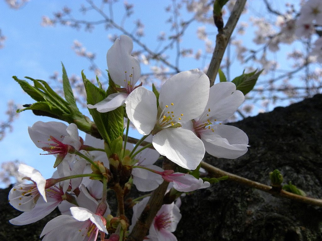 三枚花弁 四枚花弁の桜 Enjoy Photo 戯れ人めいぷるの感写