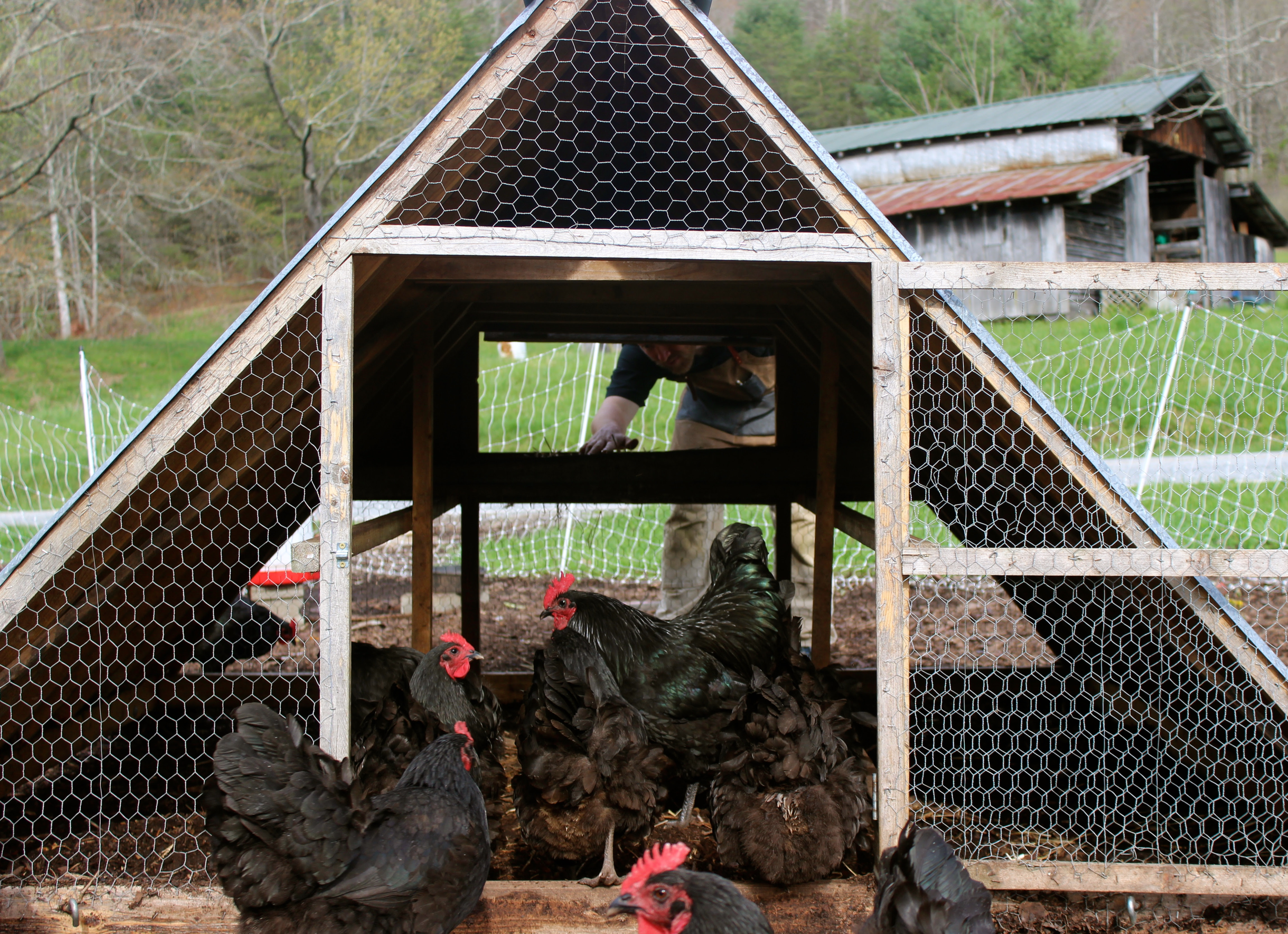 Chicken Coops That Work: 5 Brilliant Ways - Abundant ...