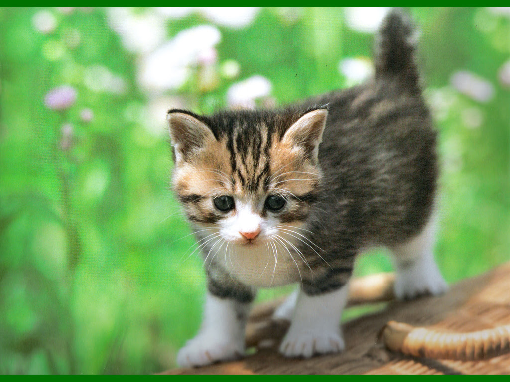 ネコの壁紙 猫画面