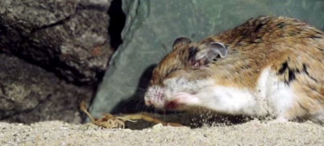 If for the kill: The mouse lunges in a final attack