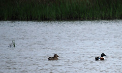 BirdingLouisiana-08
