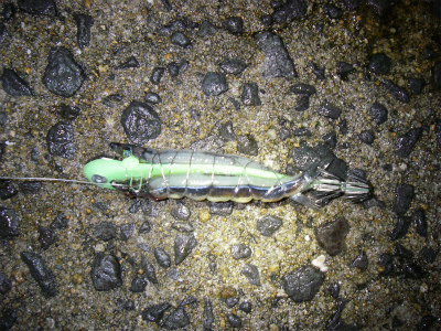 ちょっと海釣り気分 呼子のイカは今が旬